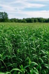 Obraz premium a close up of a field of green plants with trees in the background