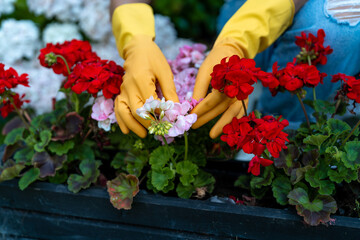 Gardener tending to vibrant red and pink geraniums in a planter during a sunny day in a residential...