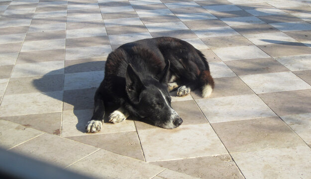 Cane border collie nero con zampe e muso bianchi sdraiato al sole che dorme su pavimento in marmo rosso e bianco