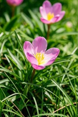 Fototapeta premium purple flowers in the grass with green leaves and a yellow center
