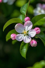 Obraz premium there is a close up of a flower on a tree