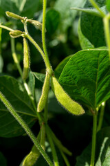 agricultural, Close-up young green unripe soybean pods on the stem of plant in a soybean field.