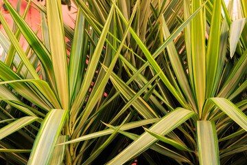 Detailed photo of green spiky tropical plant leaves with yellow edges, set against a soft pink background in natural light. High quality Stock photo