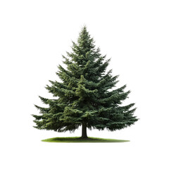Majestic Evergreen Fir Tree Isolated on Transparent Background
