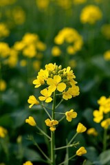 Obraz premium a close up of a yellow flower in a field of green