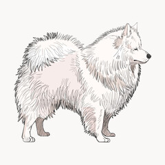 Obraz premium Spitz dog animal illustration vector