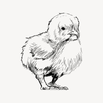 recommend clip art: Baby chick sketch animal illustration vector