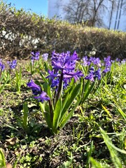 Delicate and very cute flowers, spring flowers, spring, flowers, hyacinth, hyacinths, purple hyacinths, fragrant hyacinths
