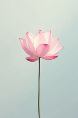 A Single Pink Lotus Flower with a Delicate Stem Against a Soft, Pale Background