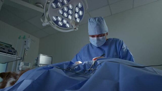 Two animal healthcare professionals, a vet doctor, and a technician during dog surgery in an operating room at a veterinary clinic, low angle shot.