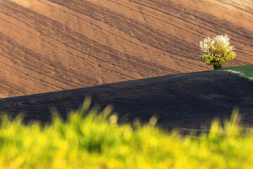 Blossoming lonely isolated tree minimalist sunset landscape spring background green grass plowed fields golden brown soil warm evening light Velké Bílovice South Moravia Czech Republic