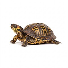 Fototapeta premium Turtle on white background