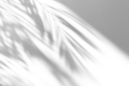 shadow overlay effects,realistic palm leaf shadow on transparent background,Natural shadow of tropical palm branch,mockup of shadow for product presentation, backdrop,Summer sunlight and shadow overla