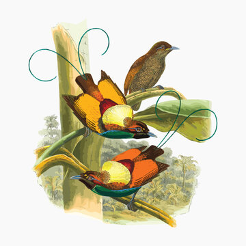 Diphyllodes Chrysoptera Gould. from Monograph of the Paradiseidae, vintage bird illustration vector. Remixed by rawpixel.