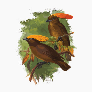 Amblyornis Flavifrons, Rothschild and Amblyornis Flavifrons Inornata, Schl. Adult Male. from Monograph of the Paradiseidae, vintage bird illustration vector. Remixed by rawpixel.