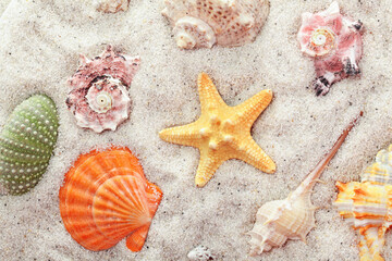 Unique and beautiful seashells, corals, and a starfish arranged on sand.
