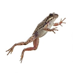 Naklejka premium Frog in a leap isolated on a white
