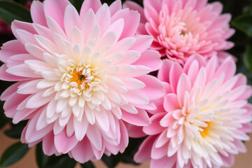 Obraz premium bunch of white and pink peonies in a vase