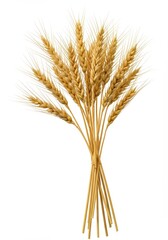 Fototapeta premium Wheat isolated on a white background