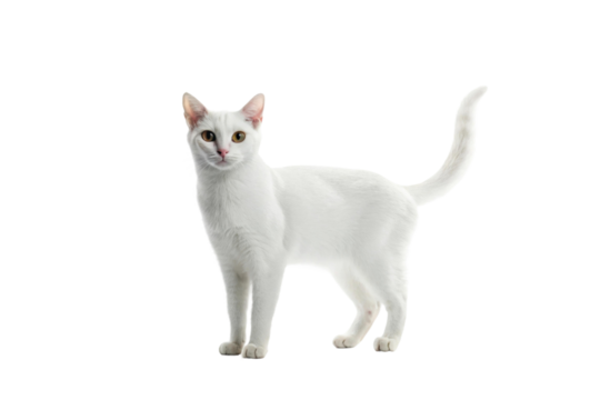PNG Elegant white cat with curious expression
