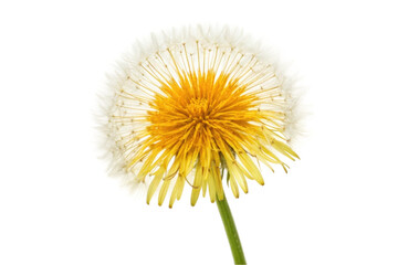 Fototapeta premium PNG Close-up of dandelion flower with detailed yellow and white petals