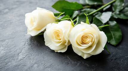 Fototapeta premium Three elegant white roses on dark stone surface conveying purity remembrance and sympathy with soft light and shallow depth of field for peaceful mood