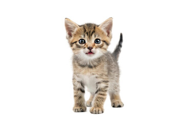 Obraz premium PNG Adorable kitten with striped fur and blue eyes looking curious