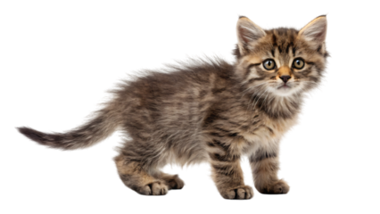 gray cat isolated on white