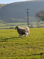Fototapeta premium sheep in the field lambs drinking milk farm rural England sunshine peak district