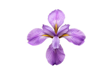 Obraz premium PNG Vibrant purple iris flower close-up with detailed petal texture