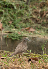 Two small doves, their feathers a muted canvas of brown and subtle stripes, foraged quietly in the damp grass. They moved with a gentle, rhythmic bob, their heads dipping to peck at unseen seed