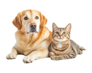Dog and Cat Resting Comfortably Together on Transparent Background