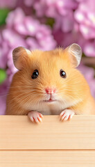Fototapeta premium Fluffy golden hamster peering over wooden box, lilac background . Generative AI
