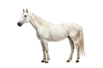 PNG Majestic white horse standing gracefully