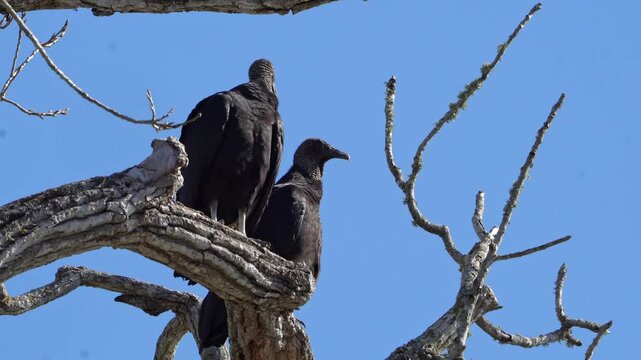 Two Black Vultures Sunbathing on Winter Branch - Clear Blue Sky