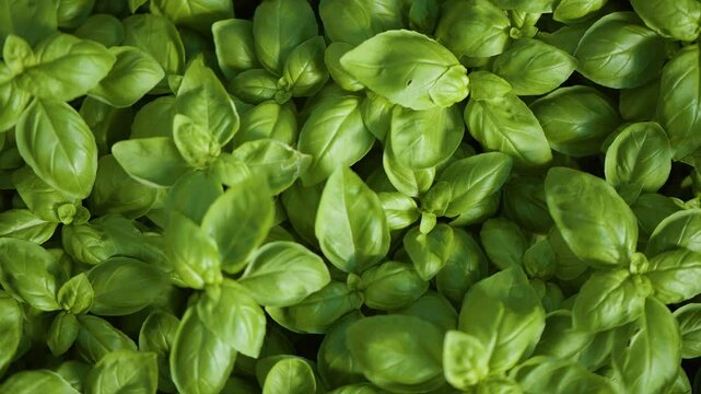 Moving over green basil leaves, growing inside a greenhouse, in sunny Italy