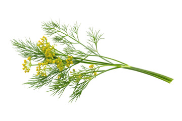 PNG Fresh dill sprig with yellow flowers and delicate green foliage