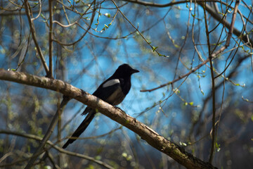 A magpie in a city park.
A magpie, Pica pica L. is a beautiful, intelligent bird. It can collect ticks from the back of a large animal.
