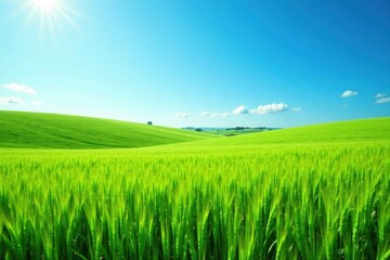 Fototapeta premium Serene Rolling Hills and Vibrant Green Wheat Field Under a Sunny Sky