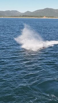 Baleia Franca, a Brazilian whale with her call in Florianopolis, Brazil. Right whales swimming near the coast of Florianopolis with their calves. Vertical video.