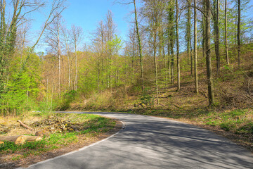 Obraz premium curved forest road spring germany no cars empty outdoors