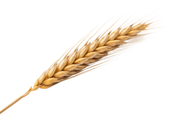 PNG Close-up of single wheat ear with detailed kernels and awns