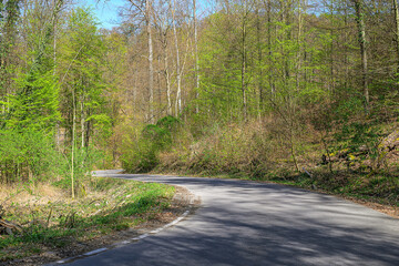 curved forest road spring germany no cars empty outdoors