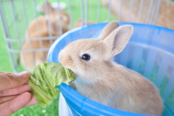 rabbit in a basket