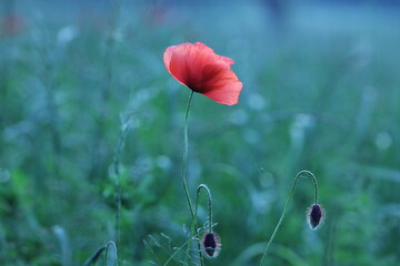 fiori di papavero in primavera