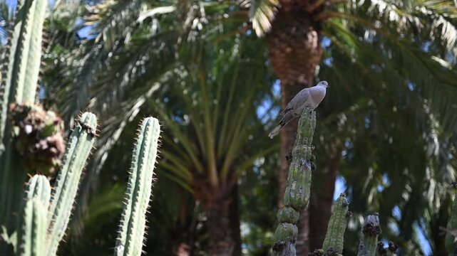 dove on a cactus