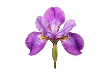 PNG Vibrant purple iris flower close-up with detailed petals and stamen