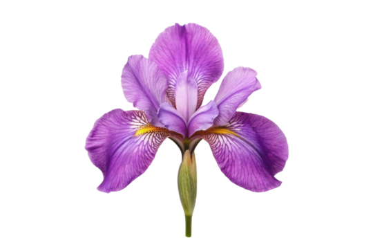 PNG Vibrant purple iris flower close-up with detailed petals and stamen
