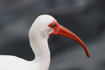 Obraz premium white ibis bird