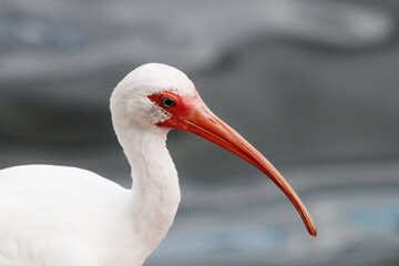 White ibis crane bird